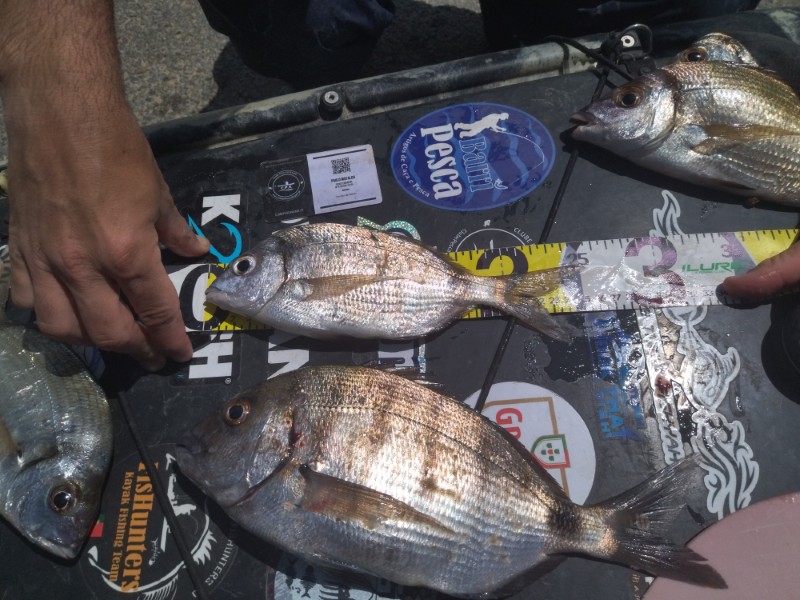 Fish Measure Picture